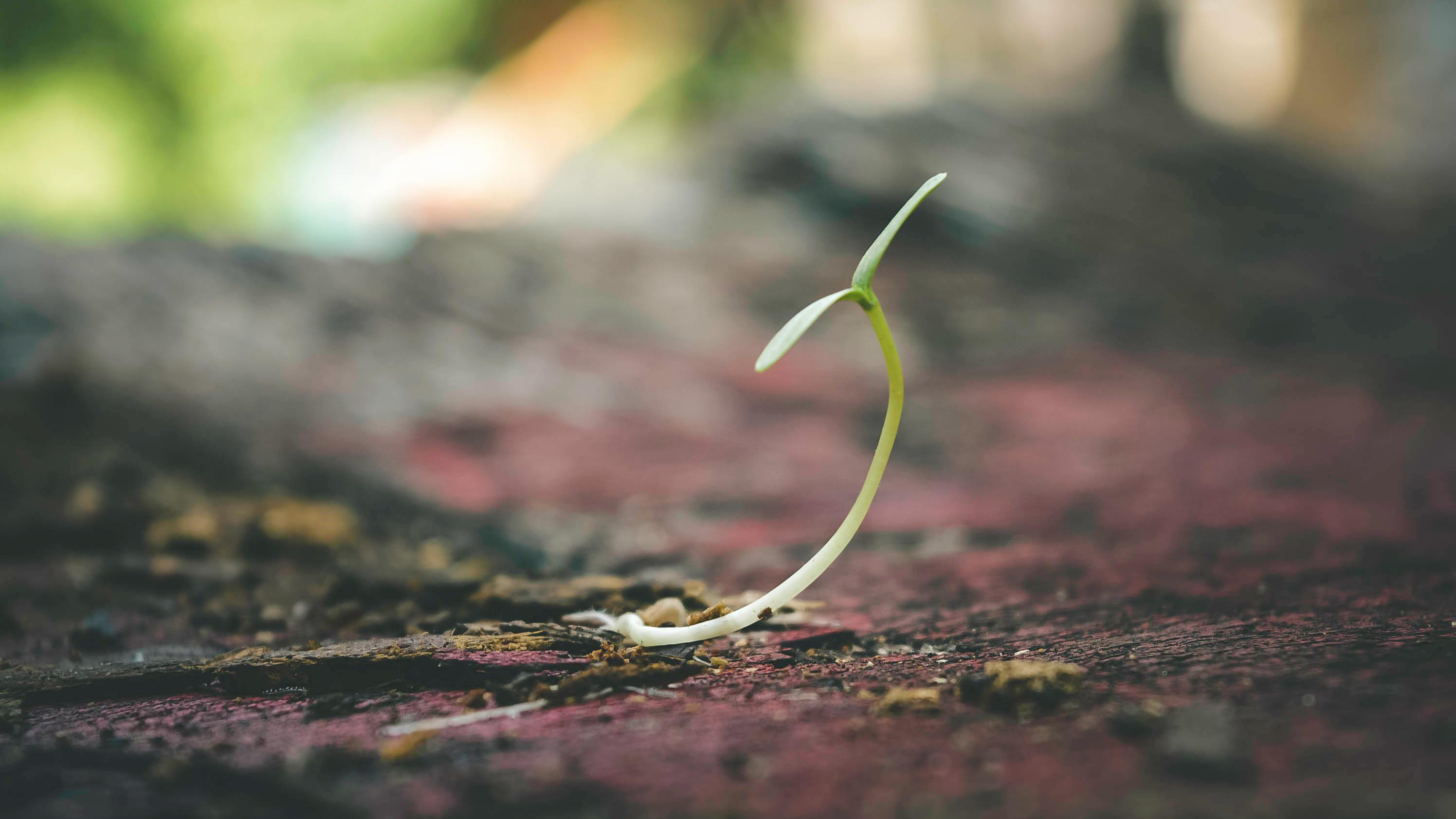 Image of a small green sprout emerging out of dark brown soil.